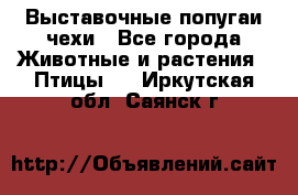 Выставочные попугаи чехи - Все города Животные и растения » Птицы   . Иркутская обл.,Саянск г.